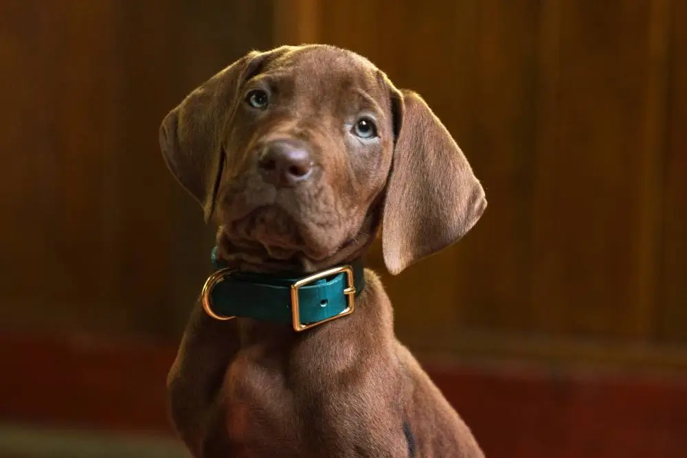 Scooby Doo